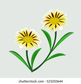 Sulfur Cosmos or yellow cosmos