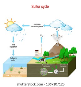 Sulfur cycle. biogeochemical cycle. education chart. vector illustration. diagram with explanation.