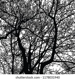 Sulhouettes of tree branches in winter