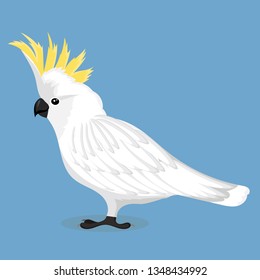 Sulphur Crested Cockatoo