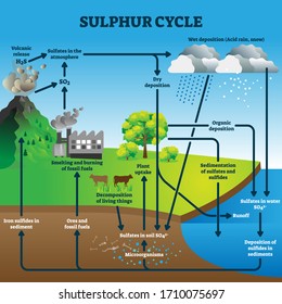 Sulphur cycle vector illustration. Labeled geological earth elements scheme. Diagram with circulation from atmosphere, to depostition, sediment and sulfates. Environmental process explanation graphic.