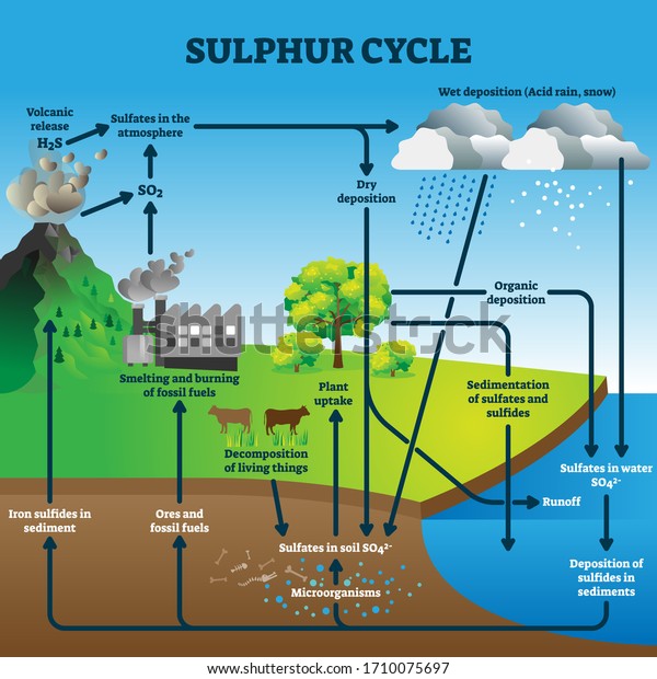 Sulphur cycle vector illustration. Labeled\
geological earth elements scheme. Diagram with circulation from\
atmosphere, to depostition, sediment and sulfates. Environmental\
process explanation\
graphic.