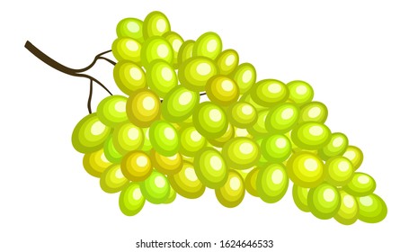 Sultana grape green branch vector illustration isolated on white background. Wine fruit, grape vine stylized clip art. Fresh juicy vegetarian organic food. 