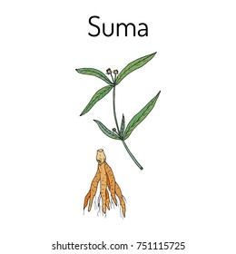 Suma root (pfaffia paniculata), or brazilian ginseng, medicinal plant. Hand drawn botanical vector illustration
