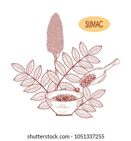 Sumac. Plant and bowl with seasoning, scoop. Sketch. On a white background. Monophonic
