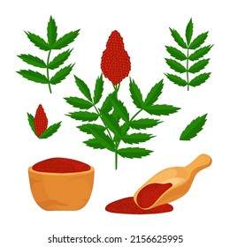 Sumac. Planta. Hojas, flor, polvo. Ilustración vectorial en un fondo blanco. Establecer