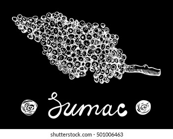 Sumac spice on chalkdrawing. Vector illustration for design menus, recipes and packages product.
