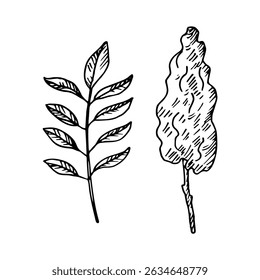 Sumac spice plant on isolated background. Hand drawn sketch of Sumach, vinegar tree with flower and leaves for sign, logo, label, card, wrapping, design. Food ingredient, Turkish and Lebanese cuisine