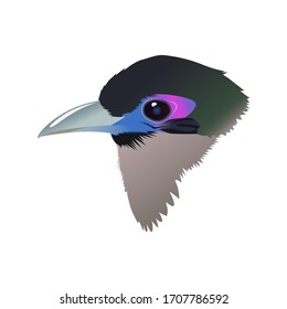 Sumatran ground cuckoo is a critically endangered animal.
