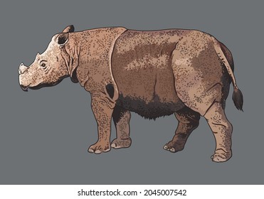  sumatran rhinocheros pictures, wild animal collection, endangered, art.illustration, vector