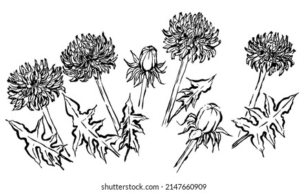 Dibujo de estilo sumi-e de dandelion, aislado en un fondo blanco