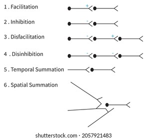 Summation (neurophysiology),Basic ways that neurons can interact with each other when converting input to output vector illustration eps10 , science bio,excitatory and  inhibitory 