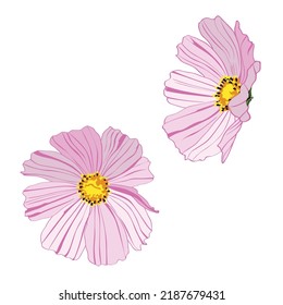 Summer autumn Cosmos flowers, blooming garden, botanical natural Illustration on white background in hand drawn style.