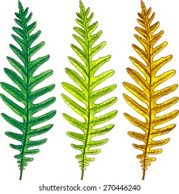 summer and autumn fern leaves drawing by watercolor, hand drawn vector elements