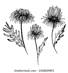 Summer, autumn flowers of chrysanthemum, field beautiful plants, hand draws with ink, buds from different angles with ink. Large flowers in vintage style. Design for wallpaper, textiles, website.