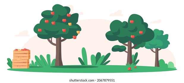 Summer or Autumn Garden with Ripe Apple Trees and Wooden Boxes with Collected Harvest, Scenery Nature Landscape, Fruits Crop in Countryside Orchard. Organic Agriculture Cartoon Vector Illustration