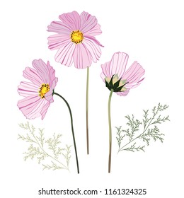 Summer autumn wild blooming garden Cosmos flowers, botanical natural Illustration on white background in hand drawn style.