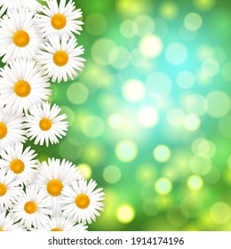 Summer background with beautiful daisies in sunlight. Blooming medical daisies.