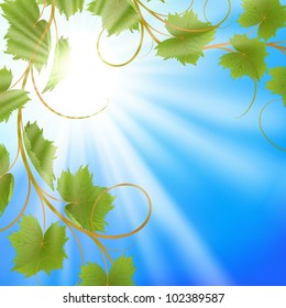 Summer background with blue sky and vine. EPS10. Mesh. Clipping Mask