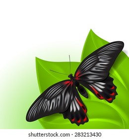Summer background with butterfly. EPS10 vector.