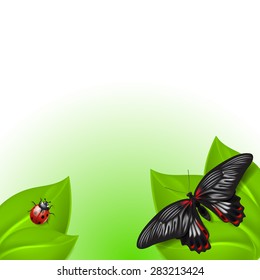 Summer background with butterfly and ladybird. EPS10 vector.