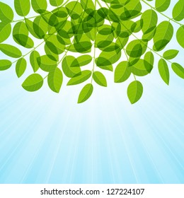 Summer Background with foliage. Vector illustration.