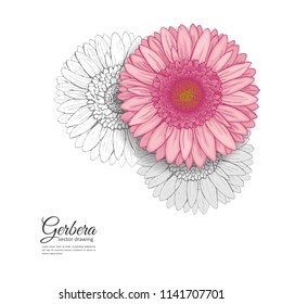 Summer background with Gerbera. Hand drawn vector illustration.