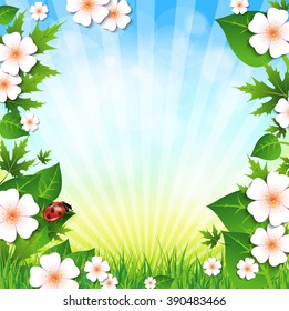 Summer background. Grass, flowers, sky.