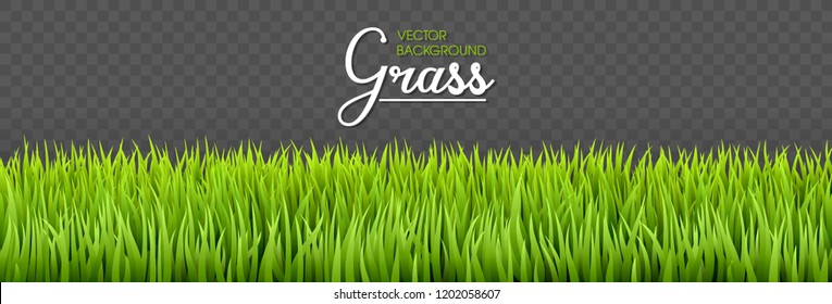Summer background. Green grass borders. Texture High green fresh grass isolated on transparent background. Vector illustration nature background.