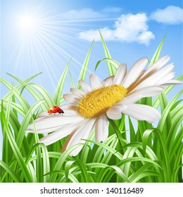 Summer background - Ladybird on daisy flower. Vector illustration