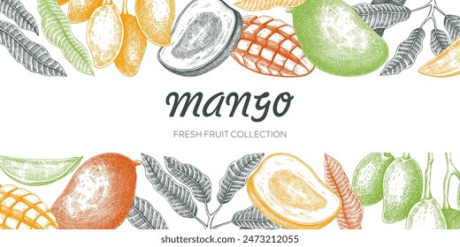 Summer background. Mango fruit sketch in color, hand-drawn vector illustration. Tropical fruit banner, juice packaging, print design. NOT AI generated