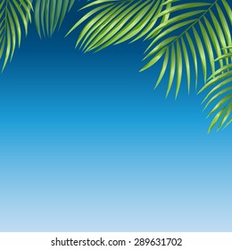 Summer background. Palm leaves on blue.
