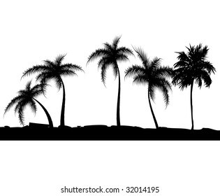Summer background with palm trees. Vector illustration