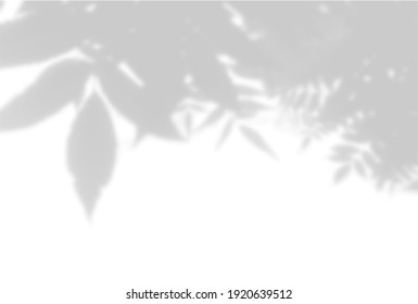 Fondo veraniego de sombras vegetales. Sombra de hojas de árbol en una pared blanca. Blanco y negro para sobreponer una foto o una burla. Vector