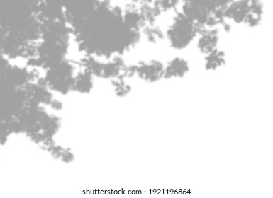 Summer background of plant shadows. Shadow from the leaves and flowers of an Apple tree on the white wall. White and black for superimposing a photo or mockup, Vector