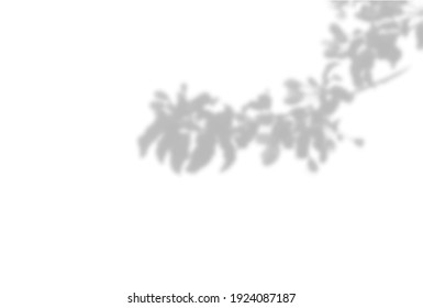 Summer background of plant shadows. Shadow of tree leaves on a white wall. White and black to overlay a photo or mockup. Vector
