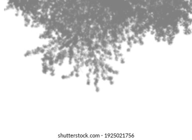 Fondo veraniego de sombras vegetales. Sombra de hojas de árbol en una pared blanca. Blanco y negro para sobreponer una foto o una burla. Vector