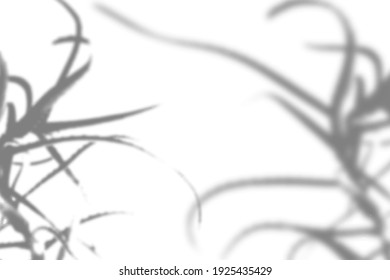 Summer background of plant shadows. The shadow of the aloe twigs on the white wall. White and black for superimposing a photo or mockup. Vector