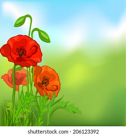 summer background with poppies. vector illustration