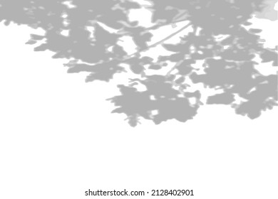 Summer background shadows from the foliage of a tree maple on a white wall. White and black background for overlay on mockup