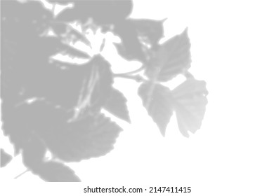 Summer background shadows from the foliage of a tree on a white wall. White and black background for overlay on mockup. Vector