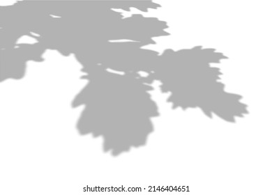 Summer background of shadows from oak leaves and branches on a white wall. White and black for photo or mockup.