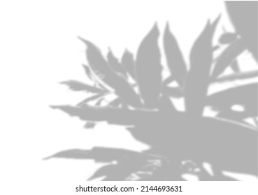 Summer background shadows from peony leaves on a white wall. White and black background to overlay on the mockup. Vector