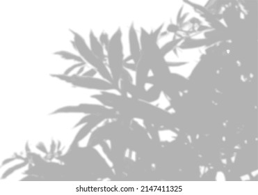 Summer background shadows from peony leaves on a white wall. White and black background to overlay on the mockup. Vector.