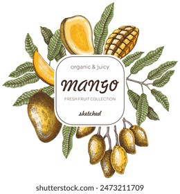Summer background. Tropical fruit sketches. Mango hand-drawn vector illustration. Exotic plants frame. Juice packaging, invitation card template, print design. NOT AI generated