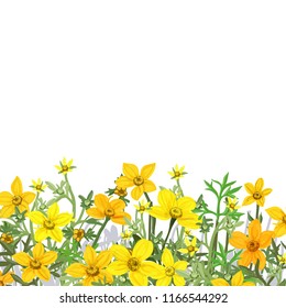 Summer background of wild flowers Bidens, vector illustration.