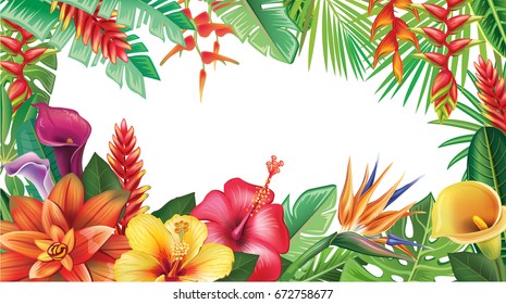 Summer banner from tropical and flowers