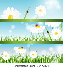 Summer banners with daisy and ladybugs in green grass
