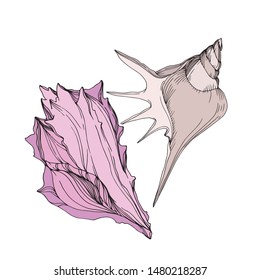 Summer beach seashell on white background