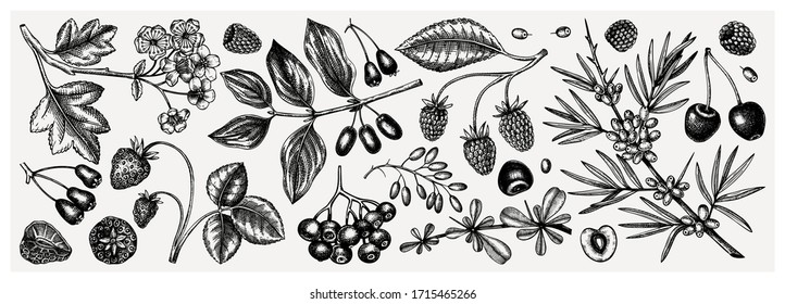 Summer berries collection. Hand drawn berry illustrations. Fresh fruits: strawberry, cranberry, currant, cherry, bilberry, raspberry, blueberry hand drawings. Vintage botanical sketches set. Outlines